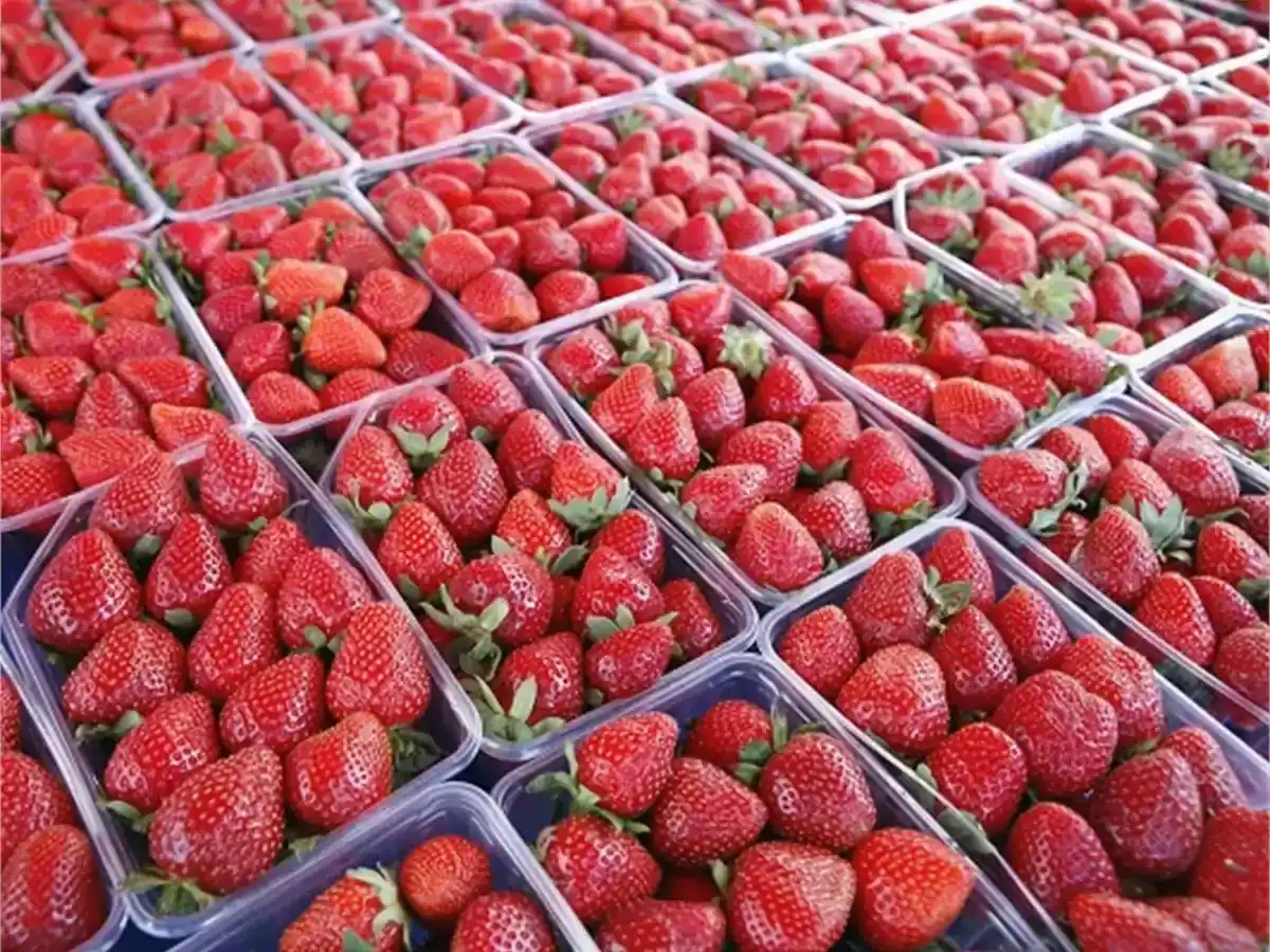 Fresh Egyptian strawberries packed in export-ready wholesale trays